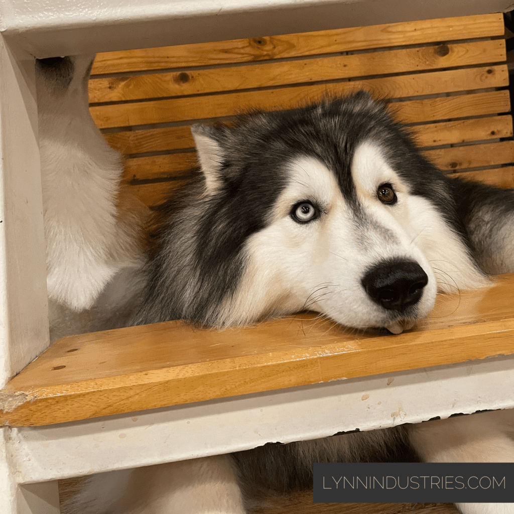 Effective Delegation in Business with a Siberian Husky